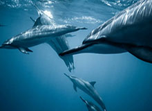 【爆料】黑料突发：主持人在中午时分被曝曾参与真相，全网热议席卷全网